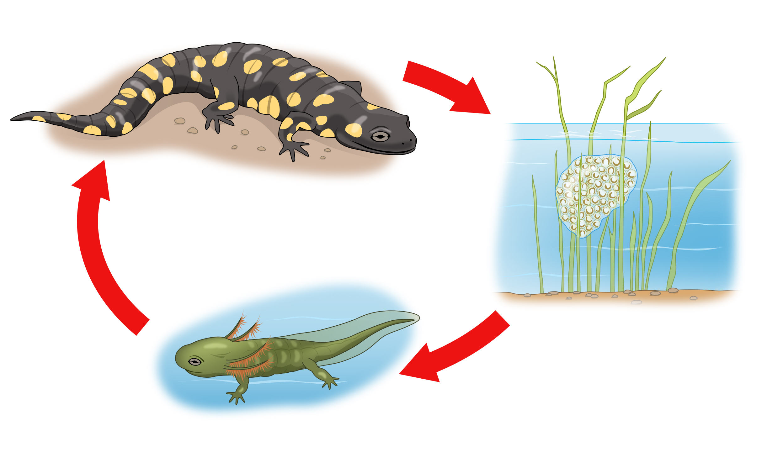 life cycle of a salamander